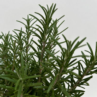 Sunny Herbs® Rosmarin, Busch, Topf-Ø 14 cm, 6 Pflanzen Sunny Herbs® Rosmarin, Busch, Topf-Ø 14 cm, 6 Pflanzen