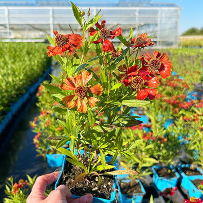 Sonnenbraut 'Rubinzwerg', Topf 11x11 cm, 3 Pflanzen