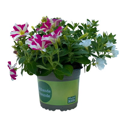 Petunie/Zauberglöckchen 'Duo' weiß-pink, Topf-Ø 14 cm, 4 Pflanzen