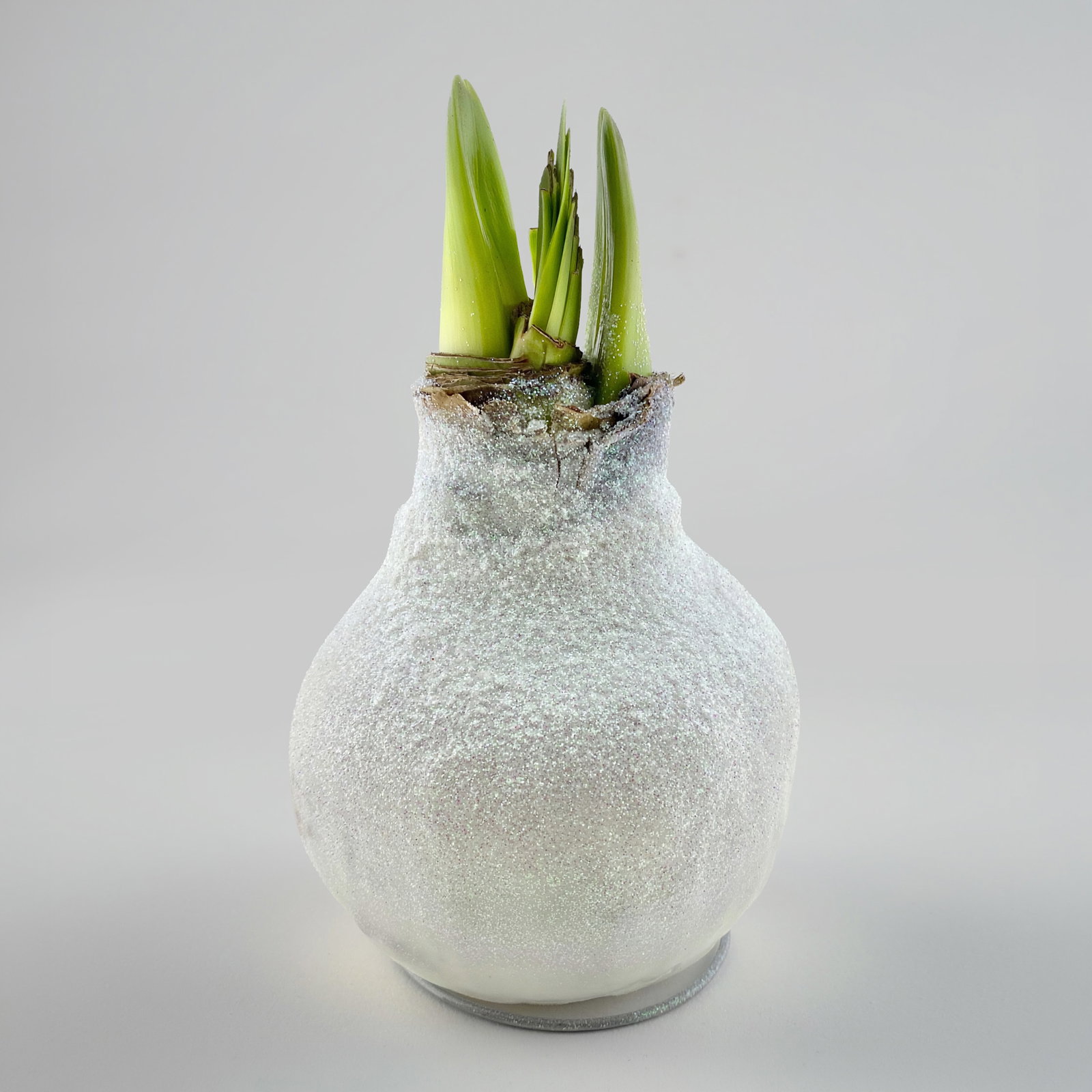 Amaryllis in Wachs XL, Dekor 'Bio-Glitter White', Blüte weiß Amaryllis in Wachs XL, Dekor 'Bio-Glitter White', Blüte weiß