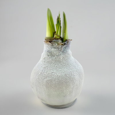 Amaryllis in Wachs XL, Dekor 'Bio-Glitter White', Blüte weiß Amaryllis in Wachs XL, Dekor 'Bio-Glitter White', Blüte weiß