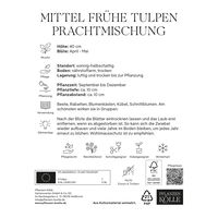 Mittelfrühe Tulpen Prachtmischung, 20 Blumenzwiebeln