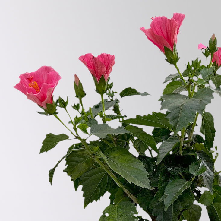 Hibiskus rosa, Busch, Topf-Ø 17 cm