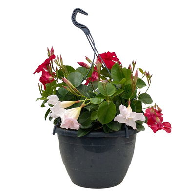 Dipladenie 'Trio' in Ampel bunt, Ampeltopf-Ø 25 cm