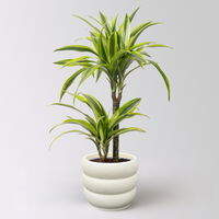 Duftender Drachenbaum 'Lemon Lime', Topf-Ø 17 cm, 2er Tuff, inkl. Topf Byron Duftender Drachenbaum 'Lemon Lime', Topf-Ø 17 cm, 2er Tuff, inkl. Topf Byron