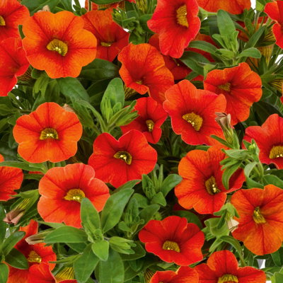 Pflanzenkreation Bunter Sommer, groß, 6 Pflanzen inkl. Erde und Dünger Pflanzenkreation Bunter Sommer, groß, 6 Pflanzen inkl. Erde und Dünger