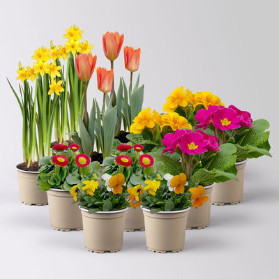 Pflanzen-Set Frischer Frühling, 12 Pflanzen