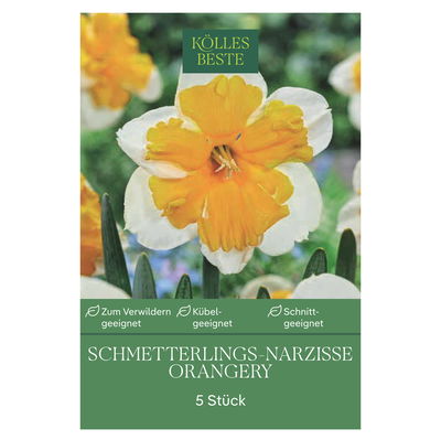 Schmetterling-Narzissen Orangerie rahmfarben mit orange, 5 Blumenzwiebeln