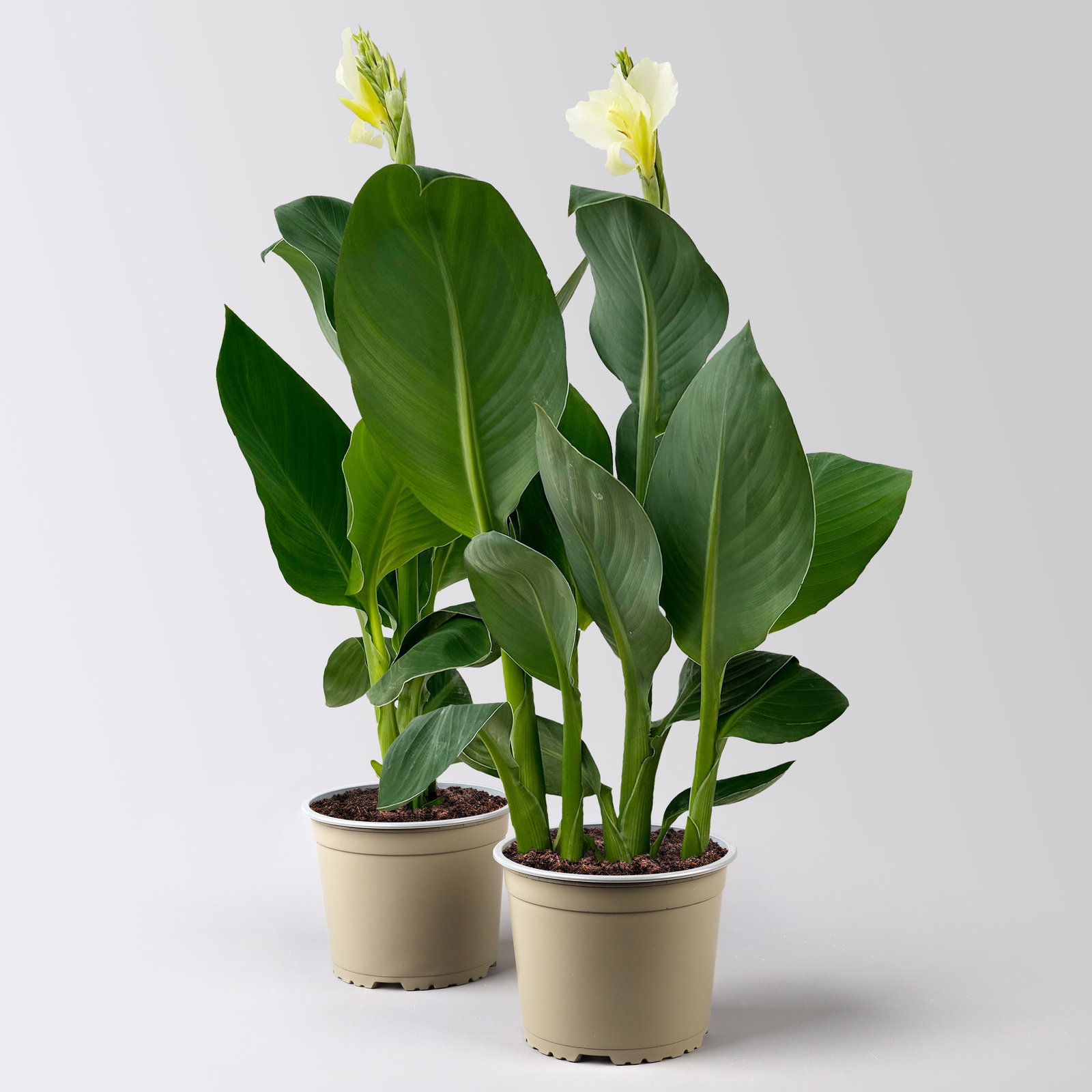 Canna 'Alaska', weiß, Topf-Ø 17 cm, 2 Pflanzen Canna 'Alaska', weiß, Topf-Ø 17 cm, 2 Pflanzen
