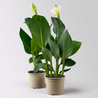 Canna 'Alaska', weiß, Topf-Ø 17 cm, 2 Pflanzen Canna 'Alaska', weiß, Topf-Ø 17 cm, 2 Pflanzen