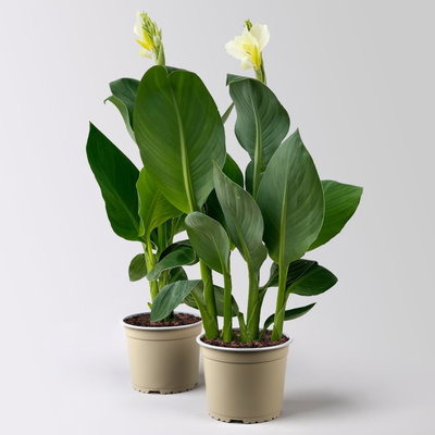 Canna 'Alaska', weiß, Topf-Ø 17 cm, 2 Pflanzen Canna 'Alaska', weiß, Topf-Ø 17 cm, 2 Pflanzen