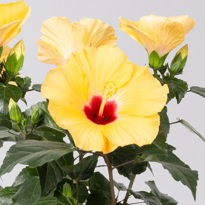 Hibiskus, gelb, Topf-Ø 13 cm, Höhe ca. 35 cm, 2 Pflanzen