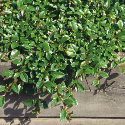 Cotoneaster dammeri 'Radicans', Topf-Ø 9 cm, 12er-Set Cotoneaster dammeri 'Radicans', Topf-Ø 9 cm, 12er-Set