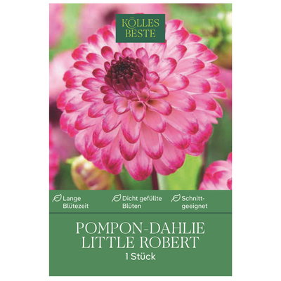 Kölles Beste Dahlie 'Little Robert', rosa/weiß, 1 Blumenknolle