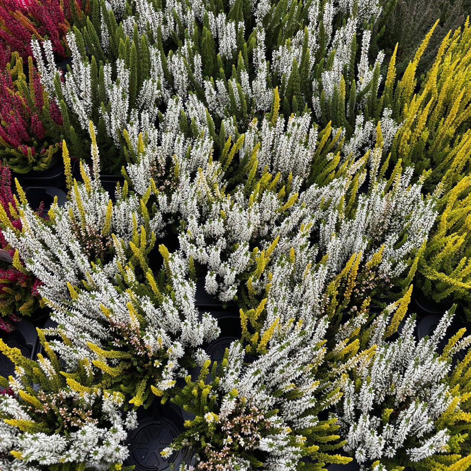 Calluna 'Lemon Cheesecake' Trio, weiß-gelb, Topf-Ø 10,5 cm, 6 Pflanzen Calluna 'Lemon Cheesecake' Trio, weiß-gelb, Topf-Ø 10,5 cm, 6 Pflanzen