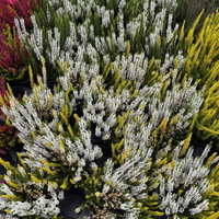 Calluna 'Lemon Cheesecake' Trio, weiß-gelb, Topf-Ø 10,5 cm, 6 Pflanzen Calluna 'Lemon Cheesecake' Trio, weiß-gelb, Topf-Ø 10,5 cm, 6 Pflanzen