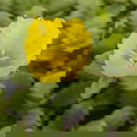 Pflanzenkreation 'Sonnenkünstler', 12 Pflanzen inkl. Erde und Dünger