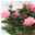 Rose 'Esmeralda Kordana® Grande' pink, Topf-Ø 10,5 cm, 3er-Set