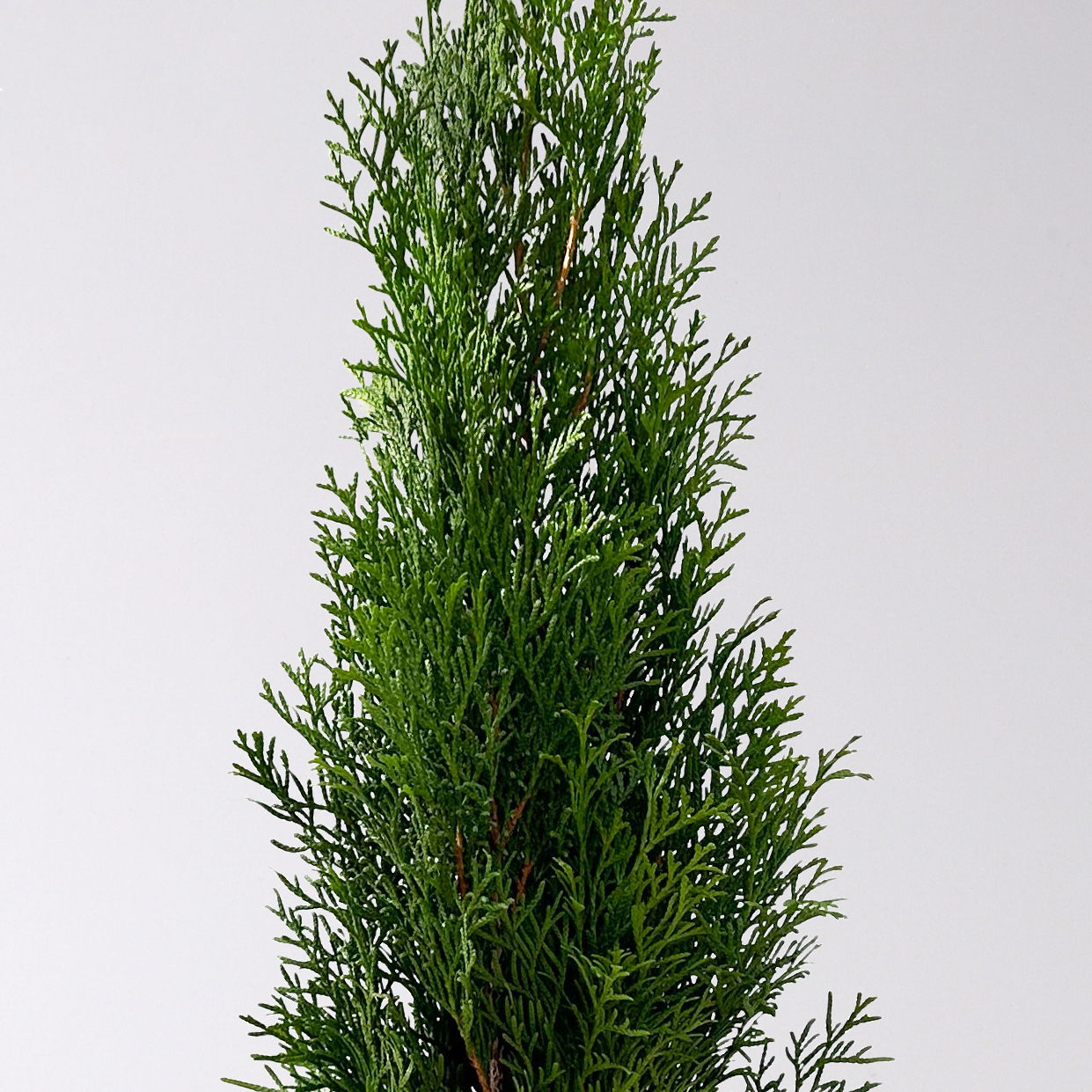 Thuja occidentalis 'Smaragd', 3er Set, Topf 13 cm Ø