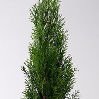 Thuja occidentalis 'Smaragd', 3er Set, Topf 13 cm Ø