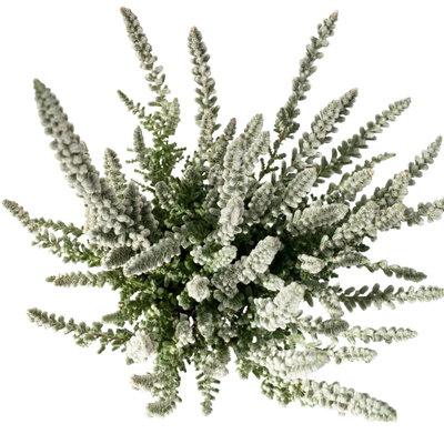 Knospenheide 'Fluffy®', silberlaubig, Topf-Ø 6,5 cm, 12 Pflanzen Knospenheide 'Fluffy®', silberlaubig, Topf-Ø 6,5 cm, 12 Pflanzen