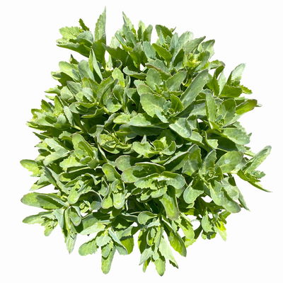 Kölles Beste Fetthenne 'Carl' rosa, 3 Liter Topf Kölles Beste Fetthenne 'Carl' rosa, 3 Liter Topf