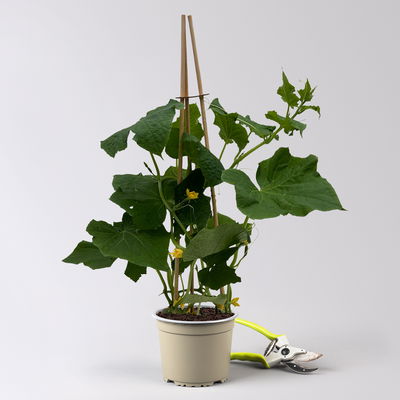 Gurkenpflanzen 'Pick-&-Joy® Snack Cucumber', Topf-Ø 15 cm, 2 Pflanzen