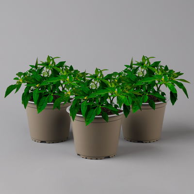 Blu Bio Chili 'Thai Chili F1', Topf-Ø 15 cm, 3er Set Blu Bio Chili 'Thai Chili F1', Topf-Ø 15 cm, 3er Set