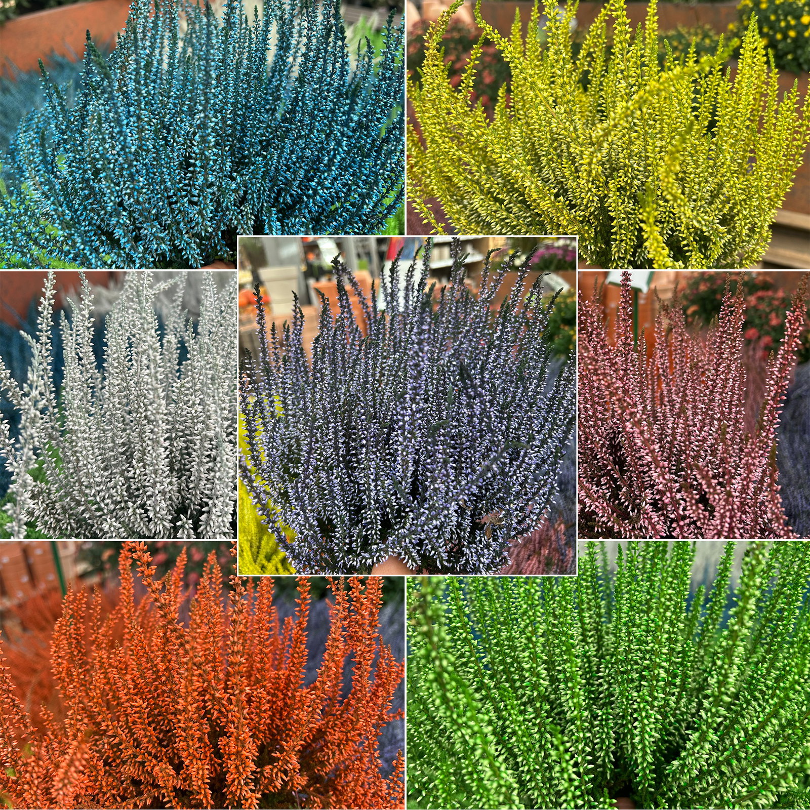 Knospenheide 'Picasso' gefärbt, Farben zufällig, Topf-Ø 12 cm, 6 Pflanzen Knospenheide 'Picasso' gefärbt, Farben zufällig, Topf-Ø 12 cm, 6 Pflanzen