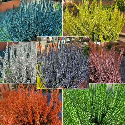 Knospenheide 'Picasso' gefärbt, Farben zufällig, Topf-Ø 12 cm, 6 Pflanzen Knospenheide 'Picasso' gefärbt, Farben zufällig, Topf-Ø 12 cm, 6 Pflanzen