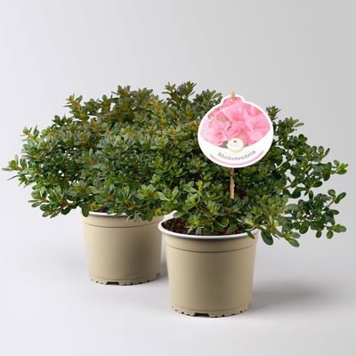 Japanische Azalee 'Anouk', rosa, Topf-Ø 17 cm, 2 Pflanzen