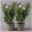 Oleander 'Trio' bunt, Busch, Topf-Ø 15 cm, Höhe ca. 40 cm 2er-Set