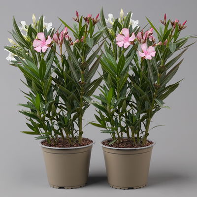 Oleander 'Trio', bunt, Topf-Ø 15 cm, Höhe ca. 40 cm 2 Pflanzen Oleander 'Trio', bunt, Topf-Ø 15 cm, Höhe ca. 40 cm 2 Pflanzen