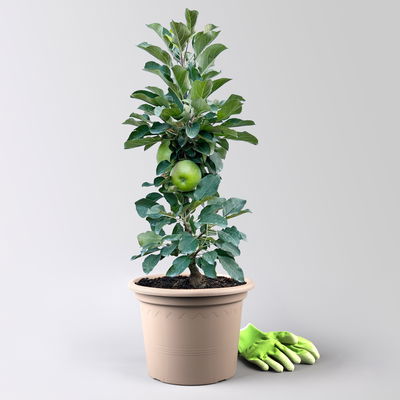 Kölle Bio Säulenapfel 'Rhapsodie'Ⓢ, Unterlage MM 111,  Topf 10 Liter