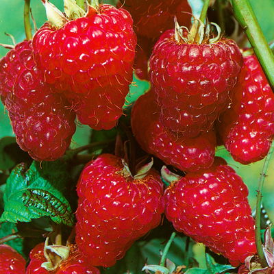 Herbsthimbeeren 'Zefa 3', Topf je 2 Liter, 4 Pflanzen
