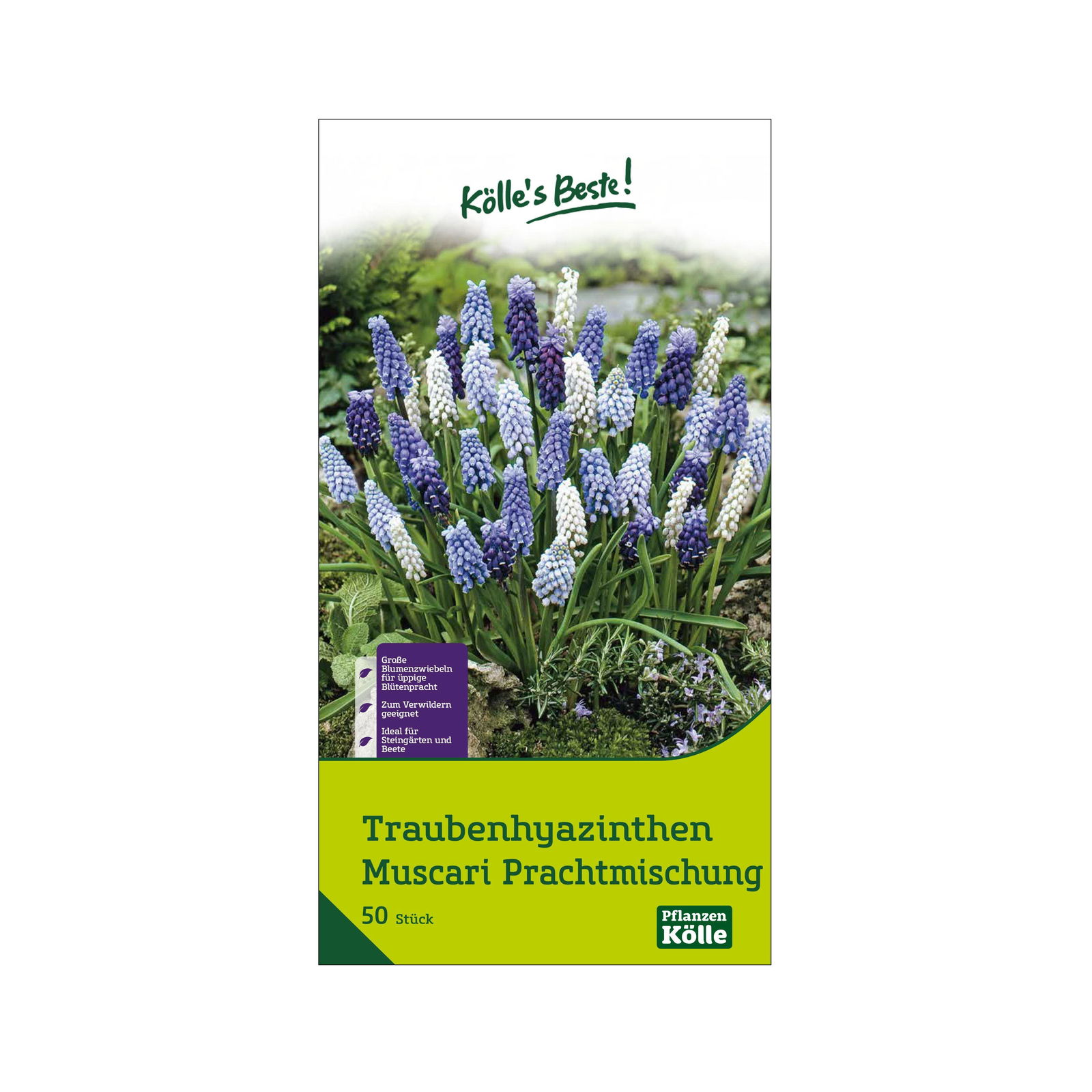 Muscari (Traubenhyazinthen) Prachtmischung, 50 Blumenzwiebeln