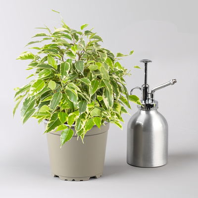 Birkenfeige 'Kinky' in Topf Dallas seegrün,gl.blau,weiß, Topf-Ø 12 cm, 3Pflanzen Birkenfeige 'Kinky' in Topf Dallas seegrün,gl.blau,weiß, Topf-Ø 12 cm, 3Pflanzen