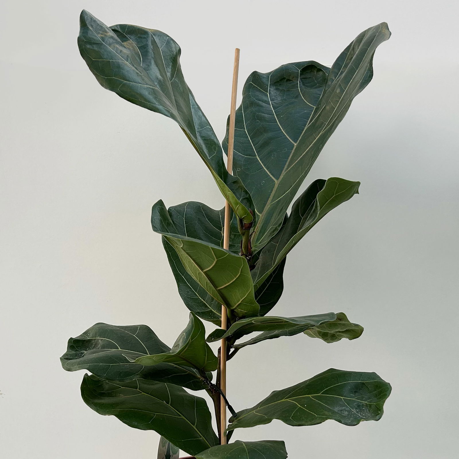 Geigenfeige im Korb Osaka, Topf-Ø 17 cm, Höhe ca. 45-65 cm