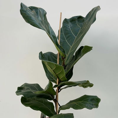 Geigenfeige im Korb Osaka, Topf-Ø 17 cm, Höhe ca. 45-65 cm