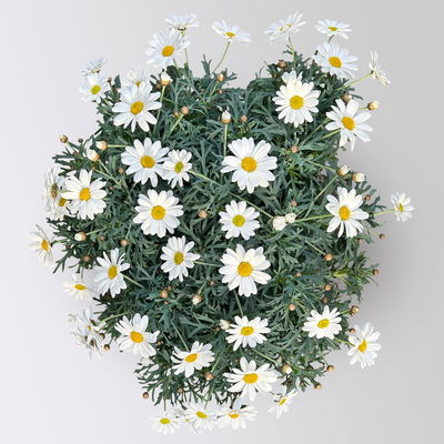 Margerite 'Stella', weiß, Topf-Ø 19 cm, 3 Pflanzen