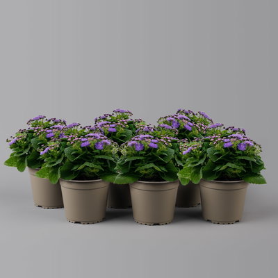 Leberbalsam blau, Topf-Ø 12 cm, 6er-Set