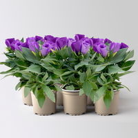 Lisianthus, blau, Topf-Ø 10,5 cm, 6 Pflanzen