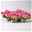 Petchoa Beautical® 'Sunray Pink' pink, Topf-Ø 13 cm, 4er-Set