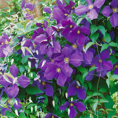 Kölle Clematis 