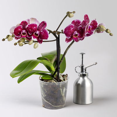 Phalaenopsis 'Spirit' rot, 2 Rispen, Topf-Ø 12 cm, Höhe ca. 45 cm Phalaenopsis 'Spirit' rot, 2 Rispen, Topf-Ø 12 cm, Höhe ca. 45 cm