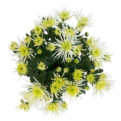 Chrysanthemen Spider Anansi™ White, spinnenblütig, Topf-Ø 14 cm, 4 Pflanzen