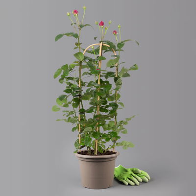 Duftende Edelrose 'Laudatio'®, purpur-pinkviolett, Doppelbogen, Topf 7,5 Liter Duftende Edelrose 'Laudatio'®, purpur-pinkviolett, Doppelbogen, Topf 7,5 Liter