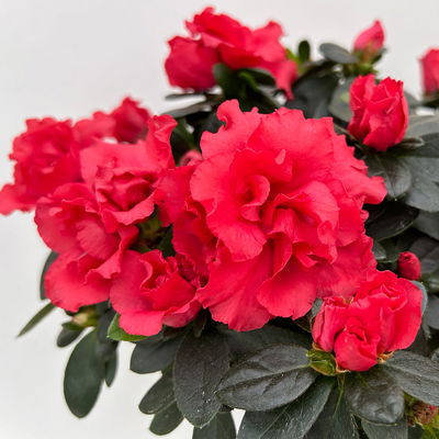 Azalee, Stamm, Farbe zufällig, Topf-Ø 13cm, Höhe ca. 45 cm, 2 Pflanzen Azalee, Stamm, Farbe zufällig, Topf-Ø 13cm, Höhe ca. 45 cm, 2 Pflanzen