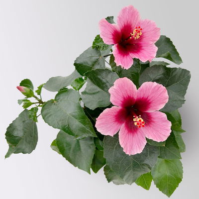 Hibiskus 'Petit Pink®', Topf-Ø 13 cm, Höhe ca. 35 cm, 2 Pflanzen