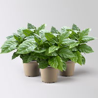 Kaffeepflanze, Topf-Ø 12 cm, 3 Pflanzen